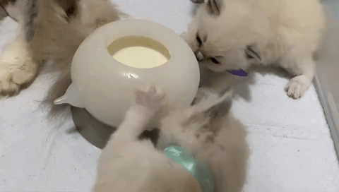 Puppy Milk Nursing Bowl Get 50% Off